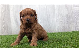 Shark - Cavapoo for sale