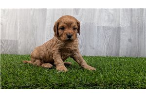 Tiger - puppy for sale
