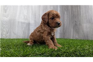 Moose - puppy for sale