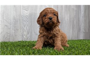 Lion - puppy for sale