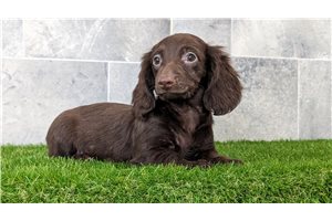 Truffle - Mini Dachshund for sale