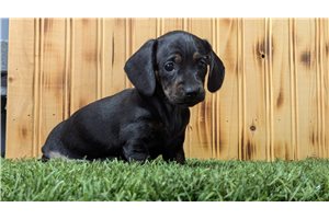 Dawn - Dachshund, Mini for sale