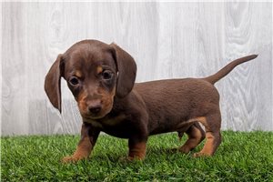 Austin - puppy for sale