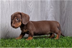 Augustus - Mini Dachshund for sale