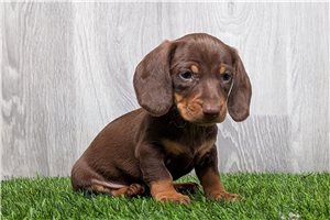 Auster - puppy for sale