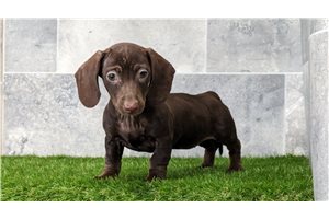 Coco Swirl - puppy for sale