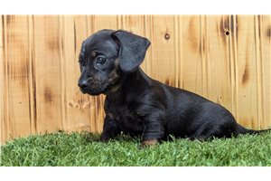 Diann - puppy for sale
