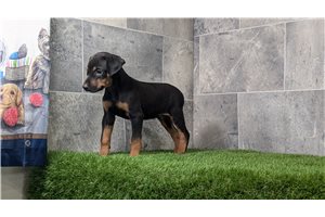 Doberman Puppies for Sale in Virginia Beach: A Comprehensive Guide