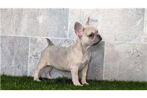 Seraphina - French Bulldog for sale