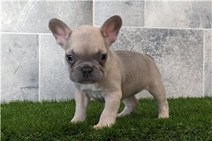 Seraphina - French Bulldog for sale
