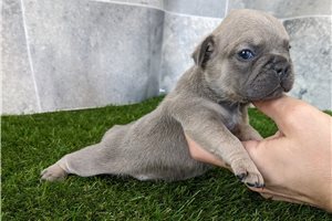 Orion - puppy for sale