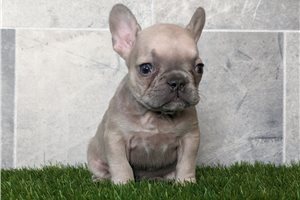 Mystique - puppy for sale