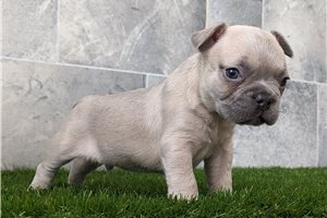 Apollo - French Bulldog for sale
