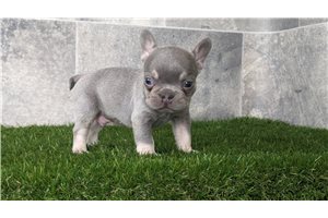 Cosmo - French Bulldog for sale