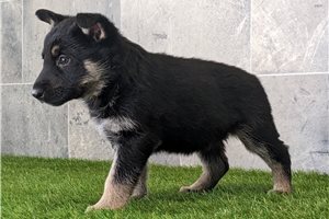 Seema - German Shepherd for sale