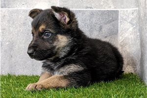 Shamus - puppy for sale