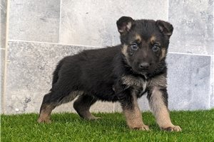 Seb - puppy for sale