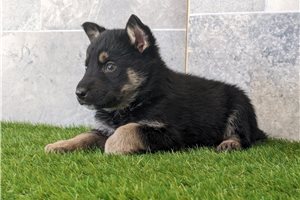 Seeker - German Shepherd for sale