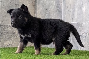 Seth - puppy for sale