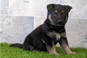 Shakur - puppy for sale