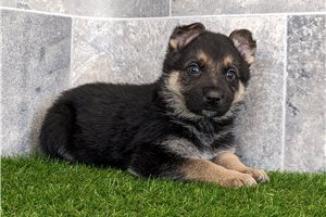 Serena - puppy for sale