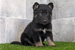 Sergio - puppy for sale