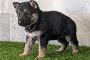 Scotty - German Shepherd for sale