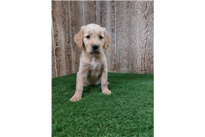 Fabiana - Golden Retriever for sale