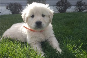 Kevin - English Golden Retriever for sale