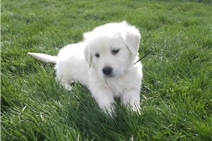 Karter - puppy for sale