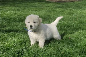 Kingston - puppy for sale