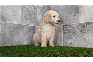 Paisley - Goldendoodle for sale
