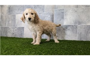 Poppy - Goldendoodle for sale