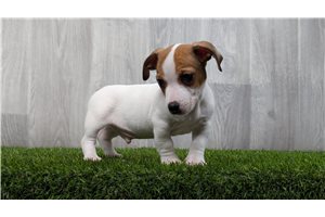 Rooster - Jack Russell Terrier for sale