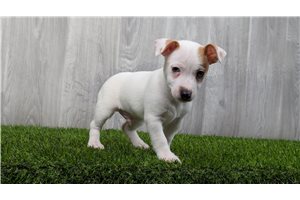 Coffee - Jack Russell Terrier for sale