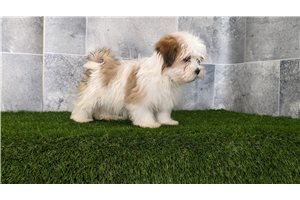 Karter - puppy for sale