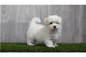 Snowball - Maltese for sale