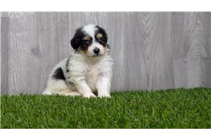 Ethan - puppy for sale