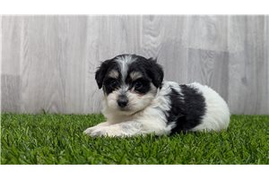 Ernesto - puppy for sale