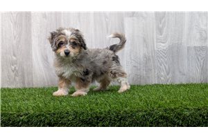 Eskimo - puppy for sale