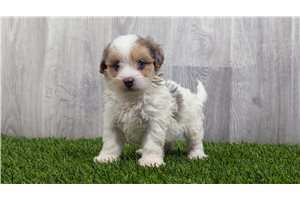 Emmy - puppy for sale