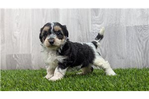 Elise - puppy for sale