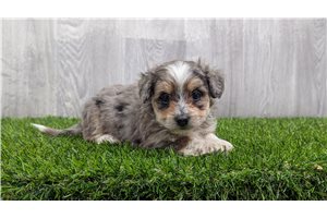 Eskimo - puppy for sale