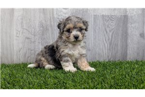Elara - Malti Poo - Maltipoo for sale