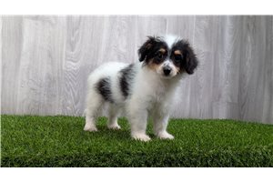 Ethan - Malti Poo - Maltipoo for sale