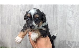 Ester - puppy for sale