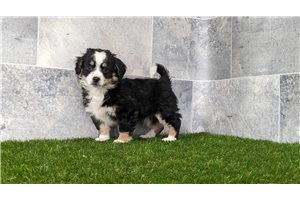 Eclipse - puppy for sale