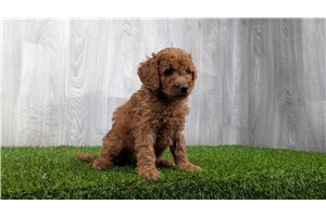 Stephanie - puppy for sale