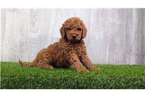 Dann - puppy for sale