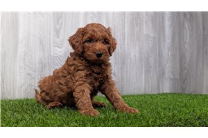 Rebecca - Goldendoodle, Mini for sale